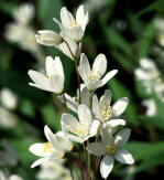 Deutzia gracilis spray of flowers